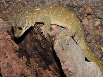 Rhacodactylus tr. trachycephalus